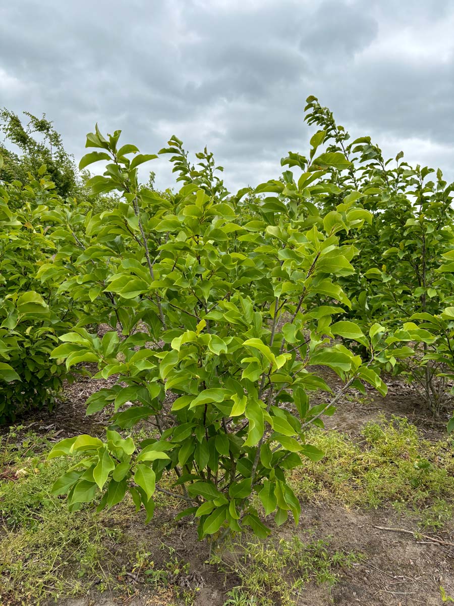 Magnolia brooklynensis 'Yellow Bird' meerstammig / struik meerstammig