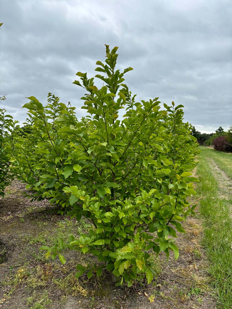 Magnolia brooklynensis 'Yellow Bird' meerstammig / struik meerstammig