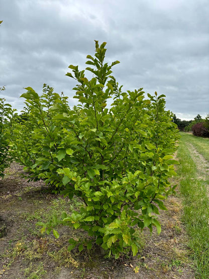 Magnolia brooklynensis 'Yellow Bird' meerstammig / struik meerstammig