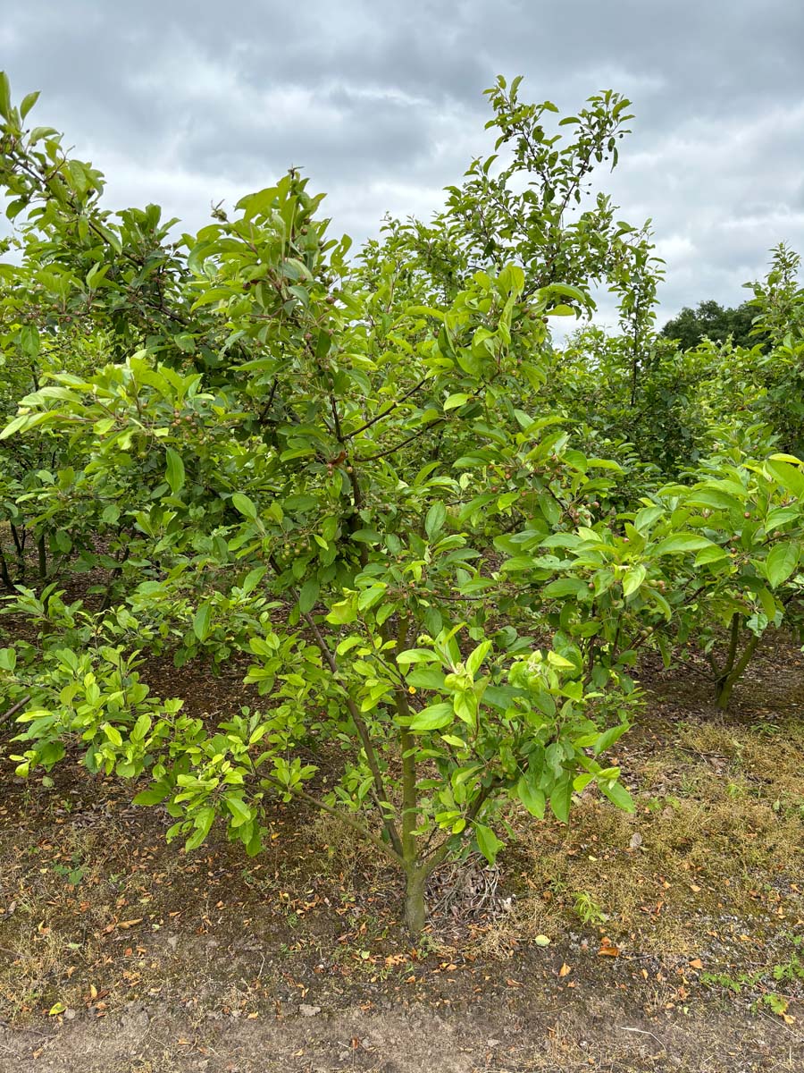 Malus 'Ydun' meerstammig / struik meerstammig