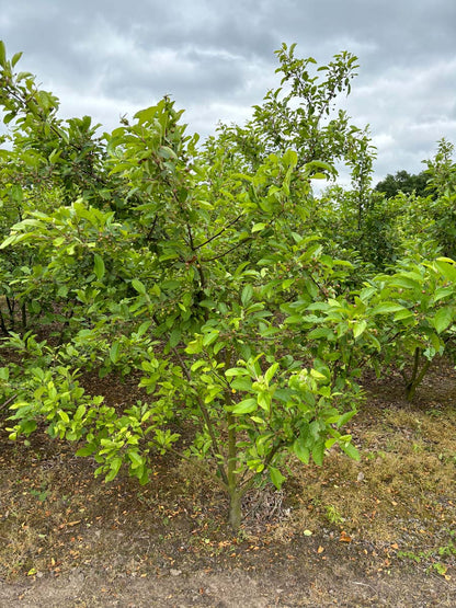 Malus 'Ydun' meerstammig / struik meerstammig