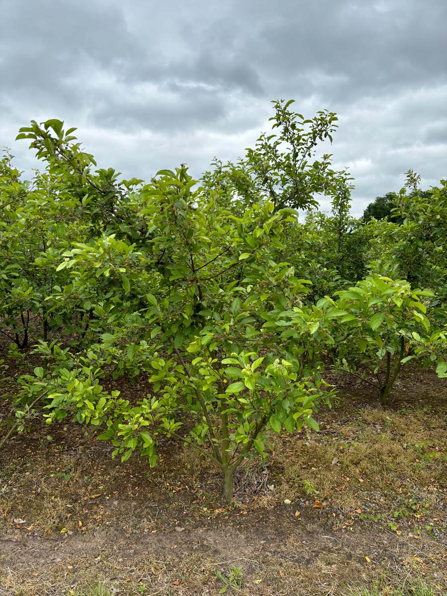 Malus 'Ydun' meerstammig / struik meerstammig