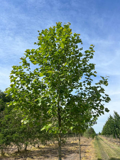 PLHISPAN18-20HODR stamomtrek 18-20