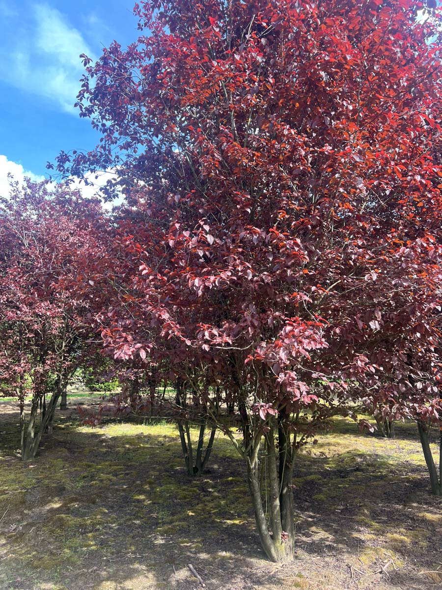 PRCNIGRA500-550DRMRSTAMw200300 hoogte 500-550