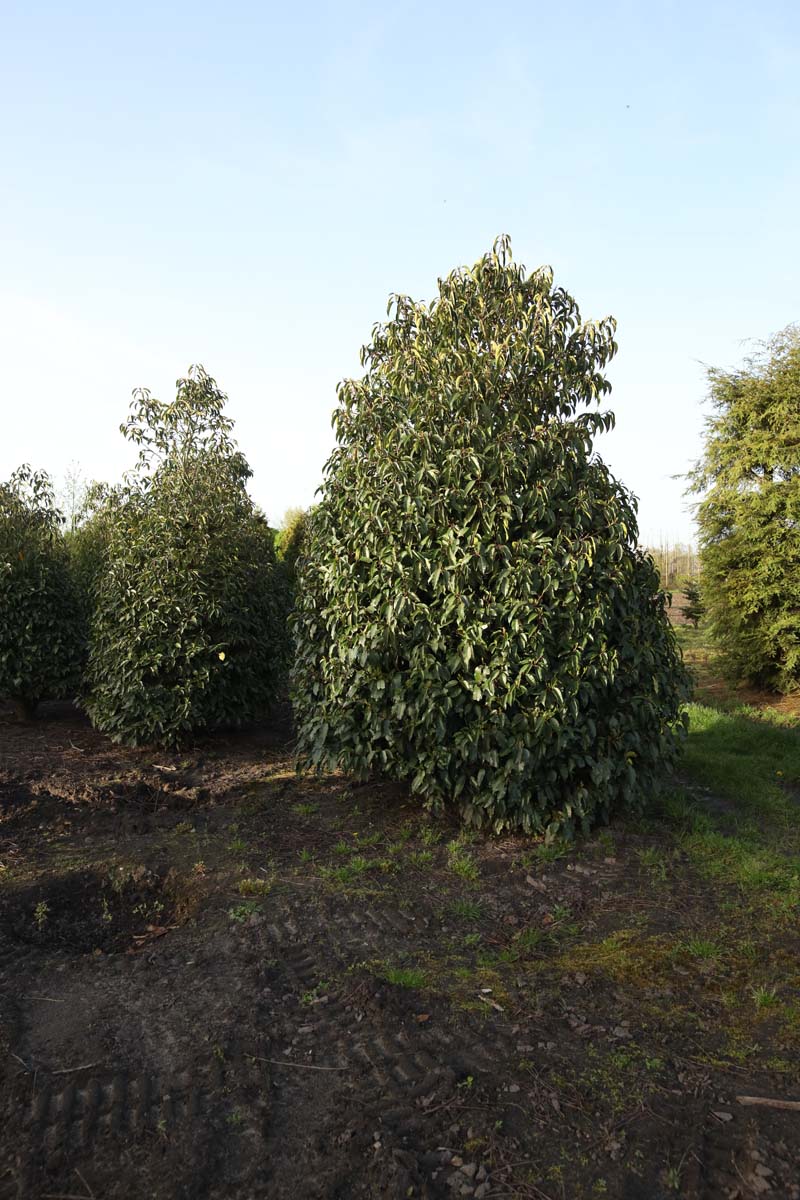 PRLUSITA400-450DRSTR hoogte 400-450