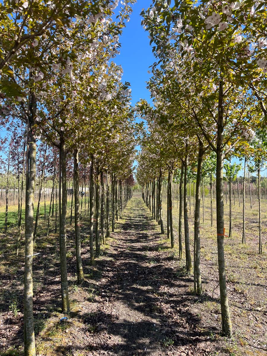 PRSSBOUL14-16HODR stamomtrek 14-16