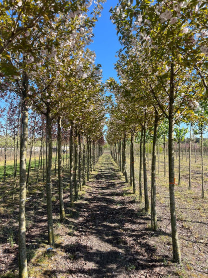 PRSSBOUL14-16HODR stamomtrek 14-16