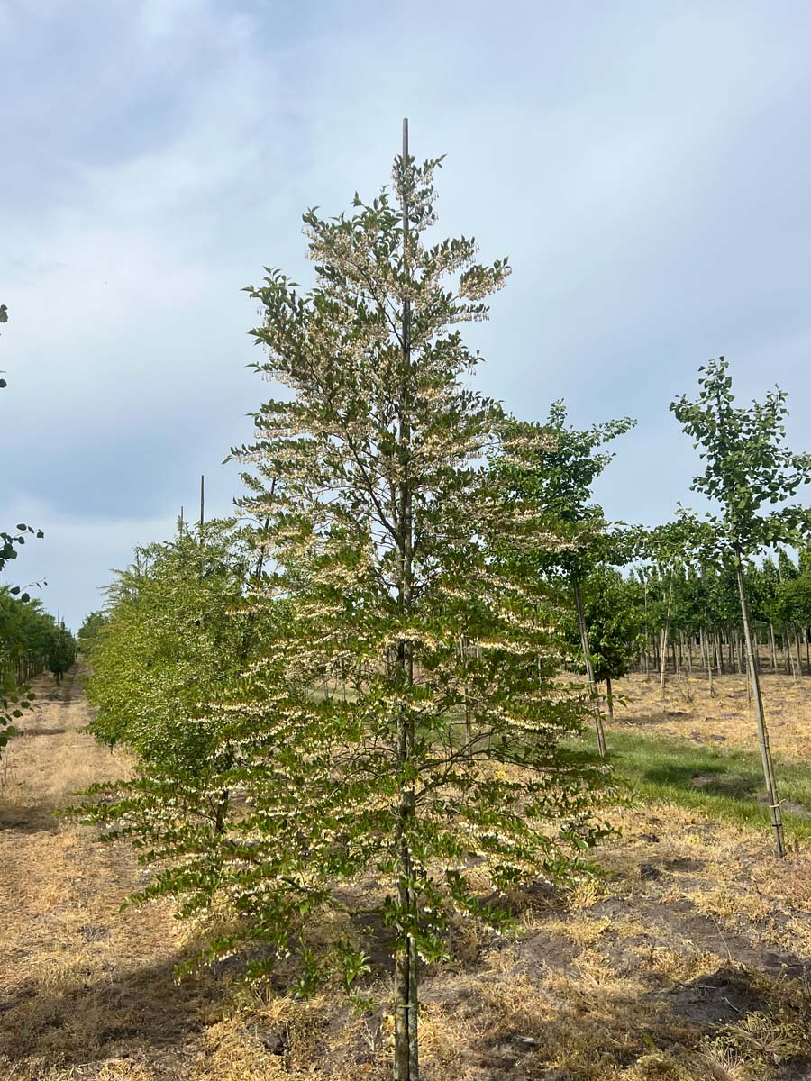 STJAPONI12-14HODR stamomtrek 12-14