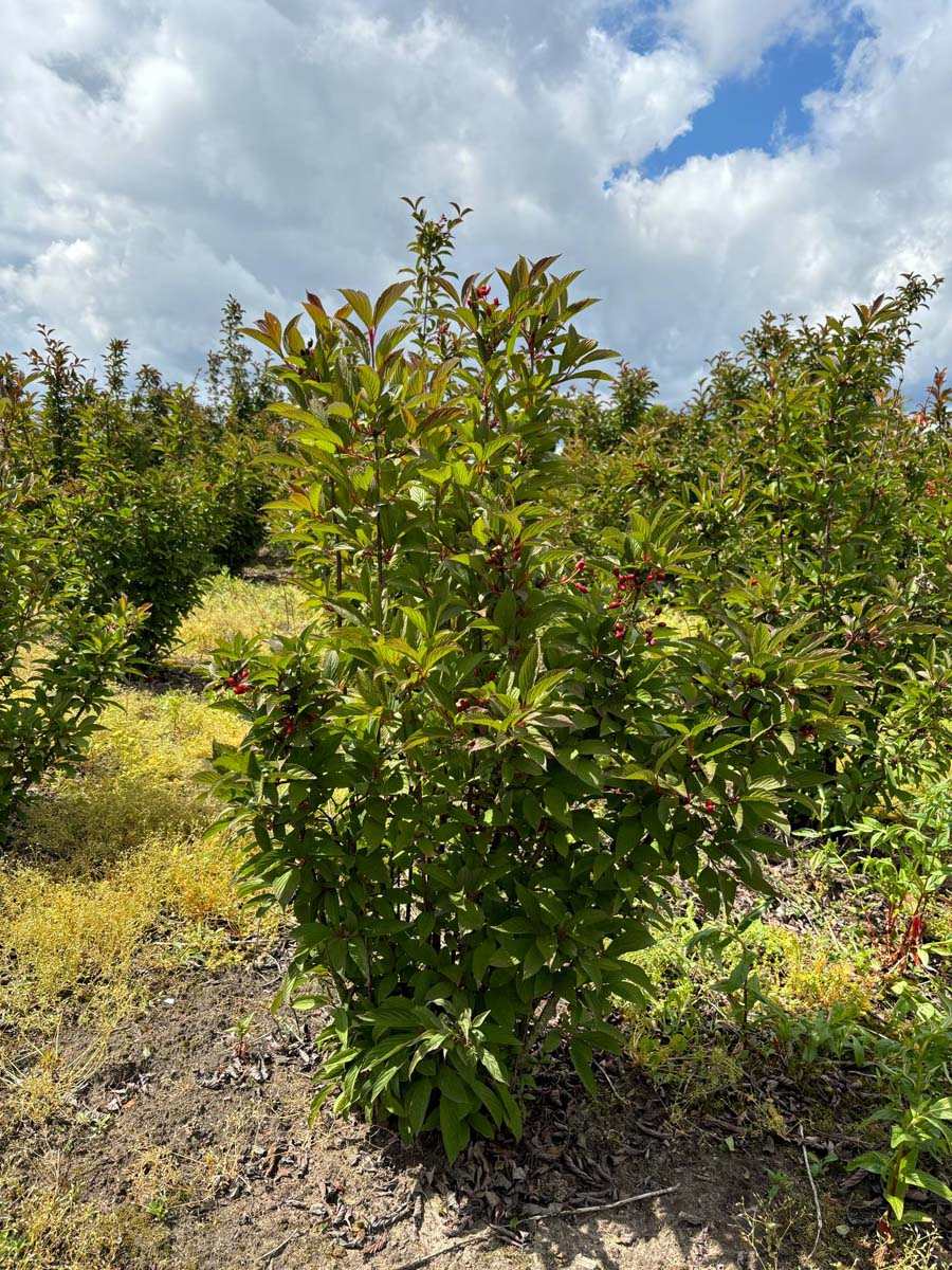 VIBCLAMO175-200DRSTR hoogte 175-200