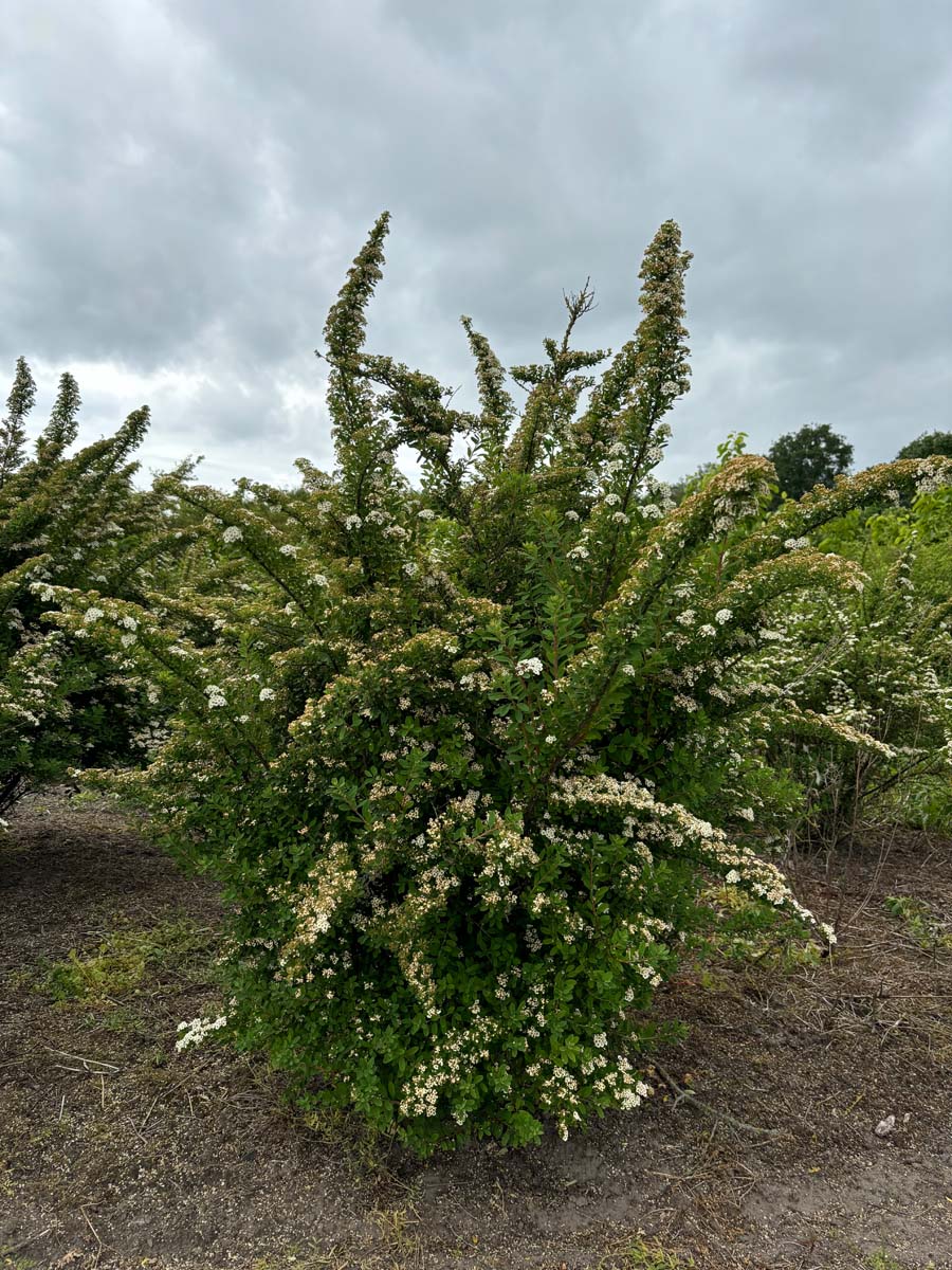 Spiraea nipponica 'Snowmound' meerstammig / struik struik