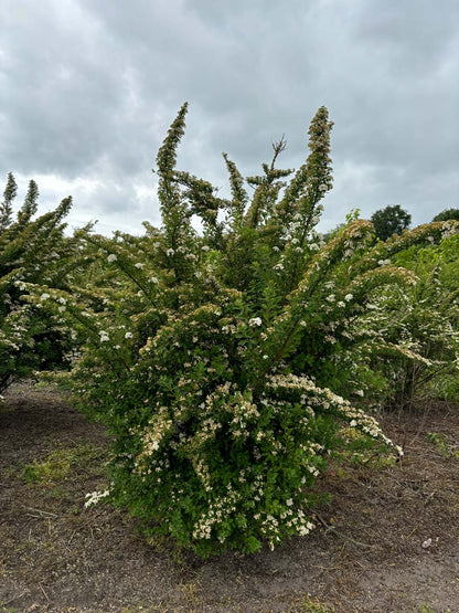 Spiraea nipponica 'Snowmound' meerstammig / struik struik