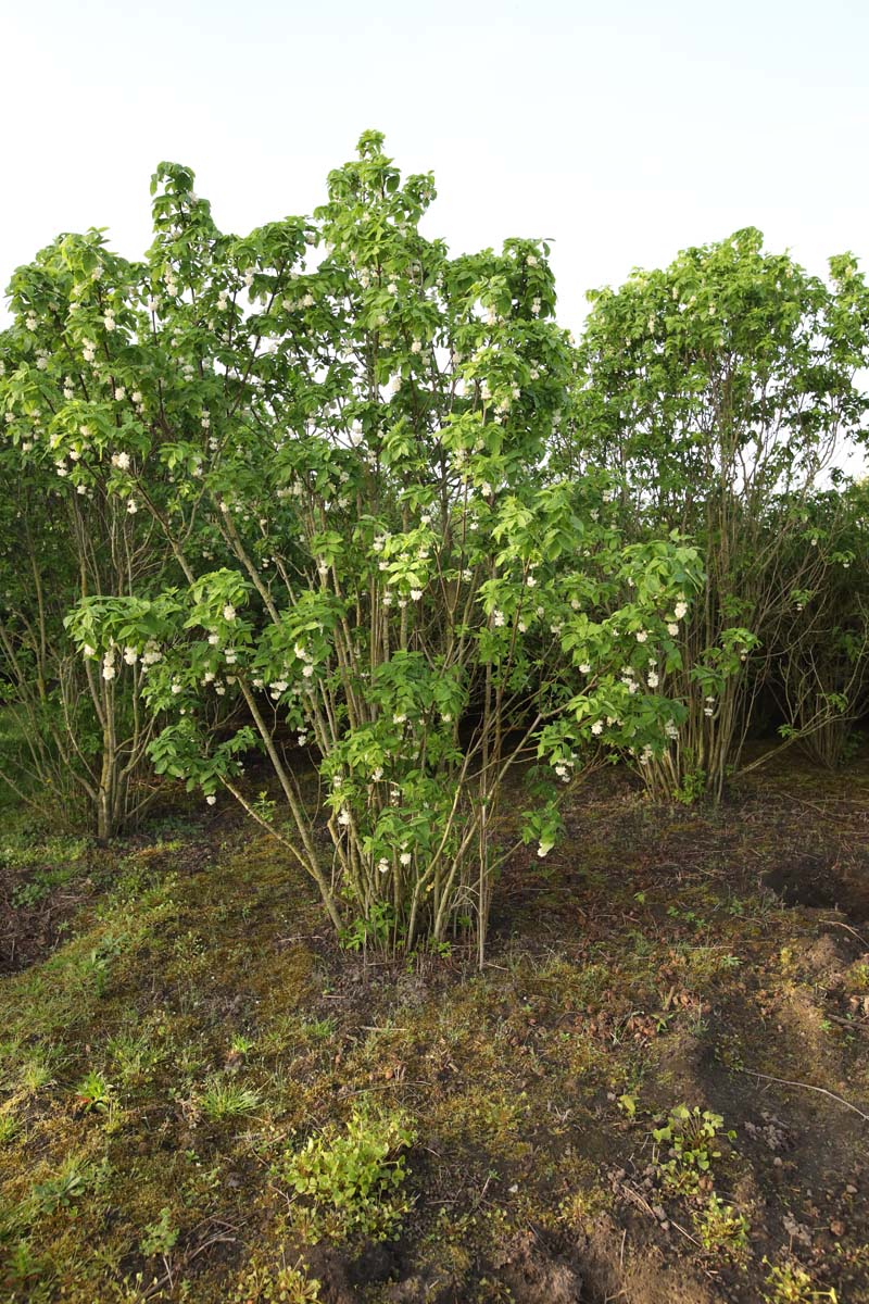 Staphylea colchica meerstammig / struik struik