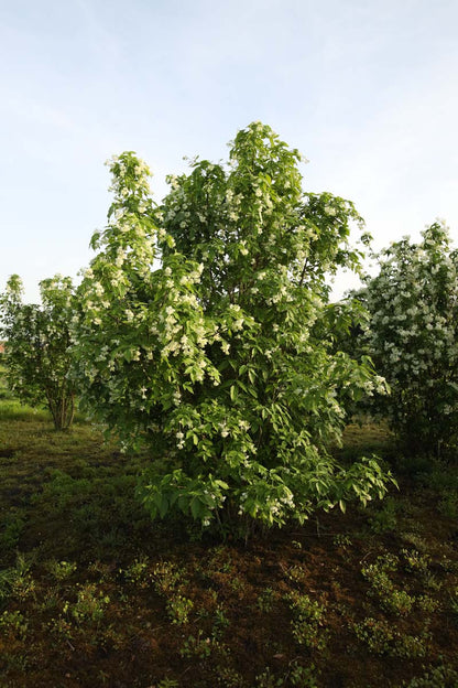 Staphylea coulombieri meerstammig / struik struik