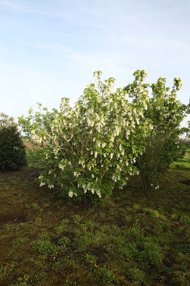Staphylea coulombieri meerstammig / struik struik