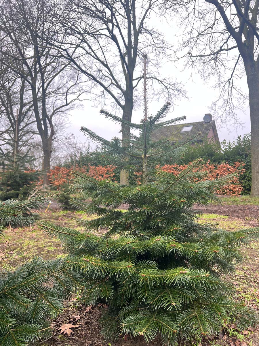 Abies nordmanniana solitair solitair
