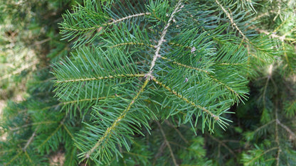 Abies concolor haagplant twijg