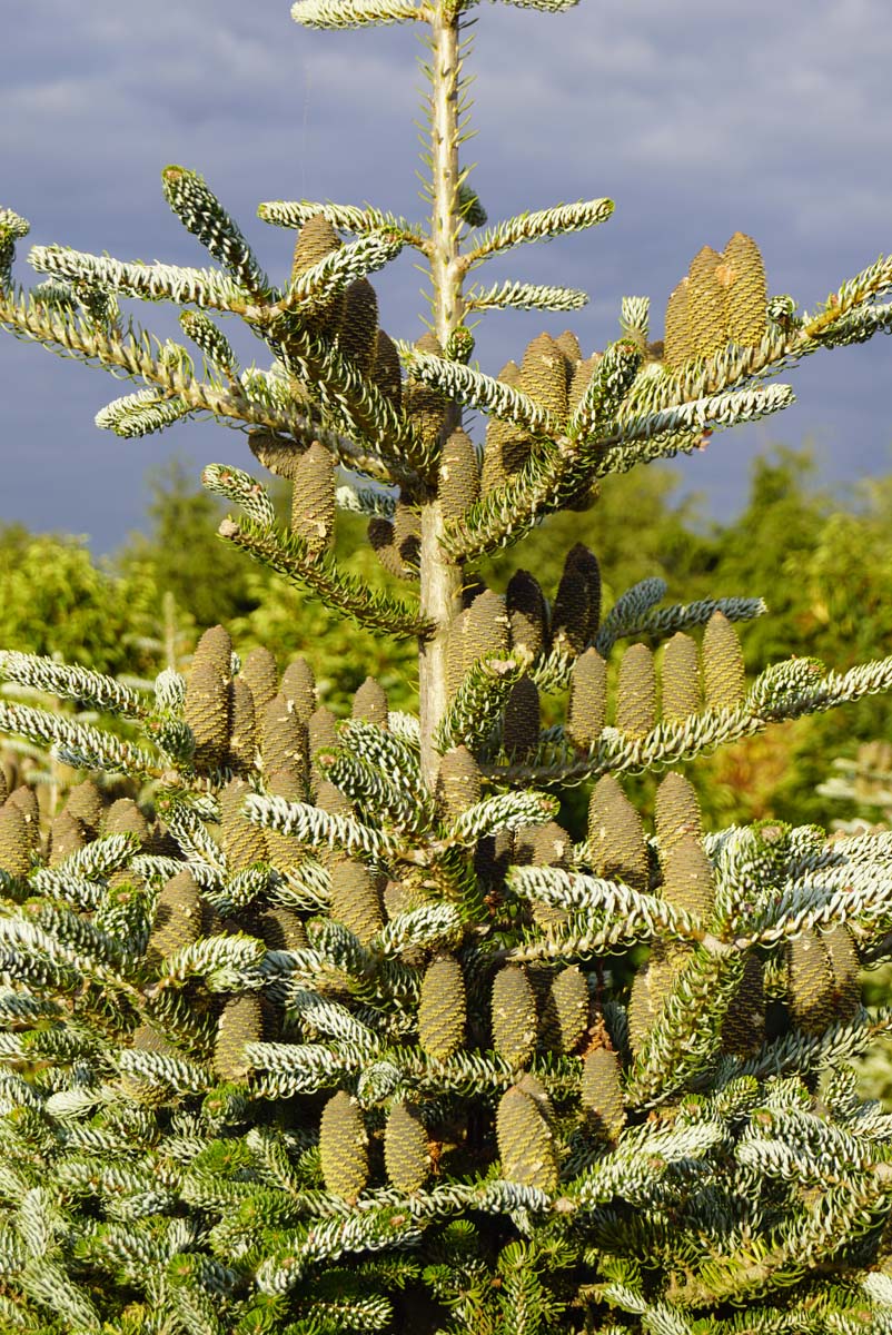 Abies koreana 'Silberlocke' kegels