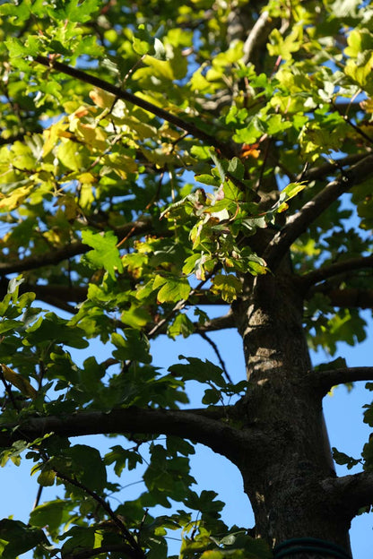 Acer campestre solitair stam