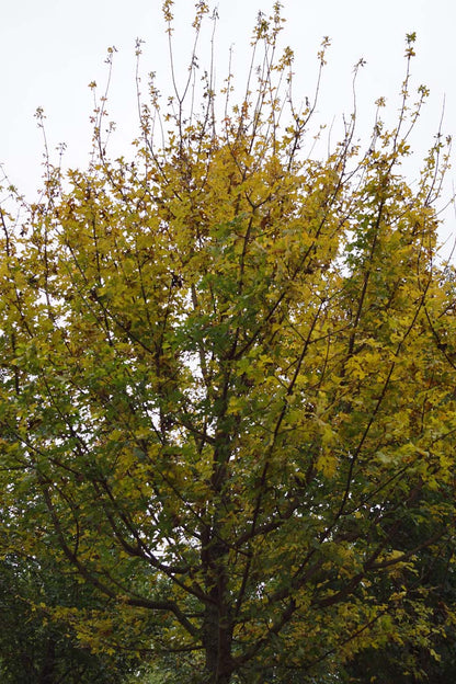 Acer campestre 'Zorgvlied' op stam kroon
