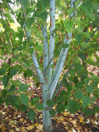 Acer rufinerve meerstammig / struik stam