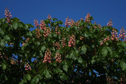 Aesculus carnea 'Briotii' dakboom bloesem
