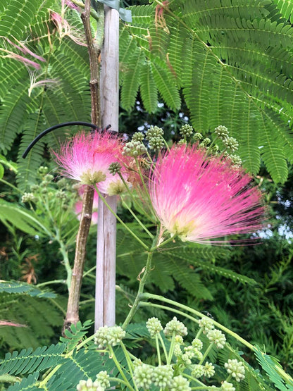 Albizia julibrissin 'Boubri' solitair bloem