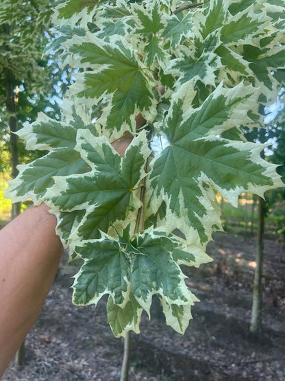 Acer platanoides 'Drummondii' solitair blad
