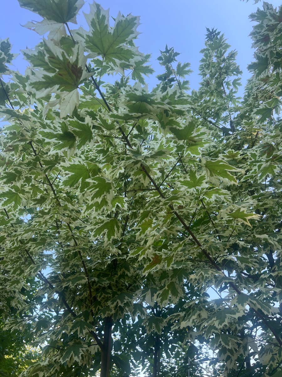 Acer platanoides 'Drummondii' meerstammig / struik twijg