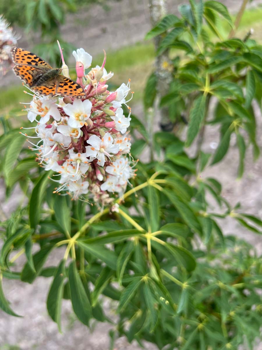 Aesculus californica op stam biodiversiteit