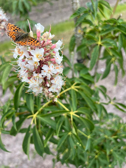 Aesculus californica op stam biodiversiteit
