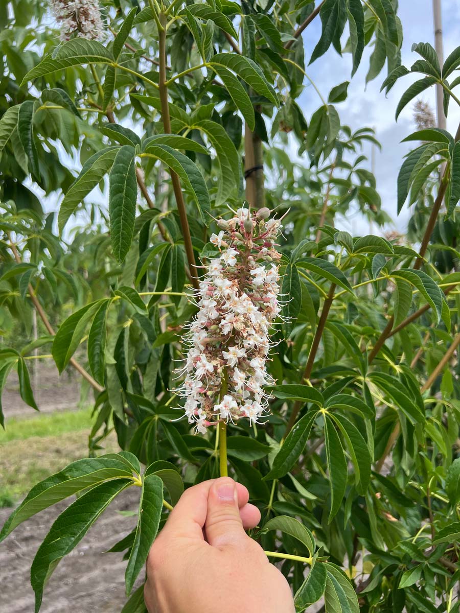 Aesculus californica op stam bloem