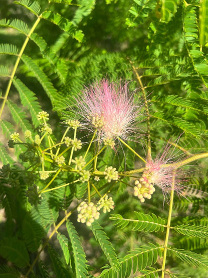 Albizia julibrissin op stam bloem