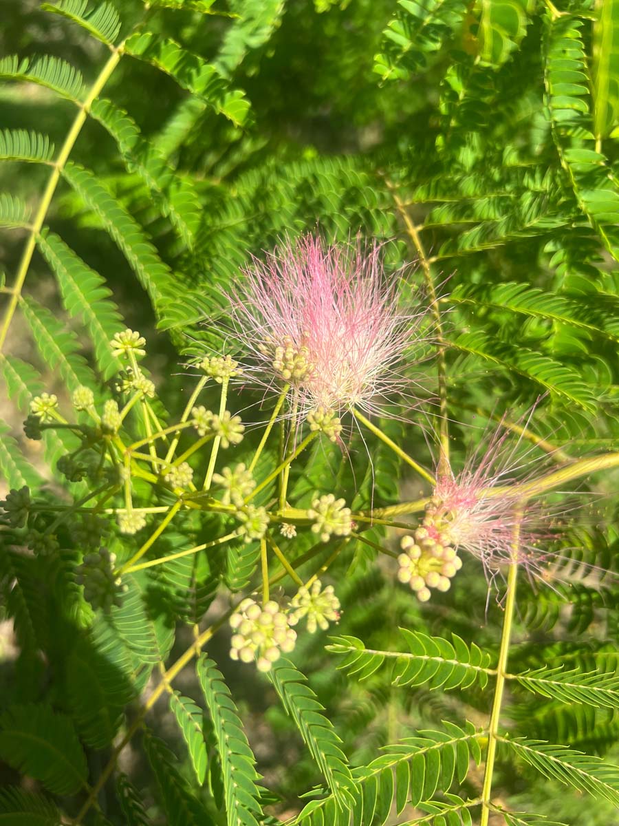 Albizia julibrissin haagplant bloem