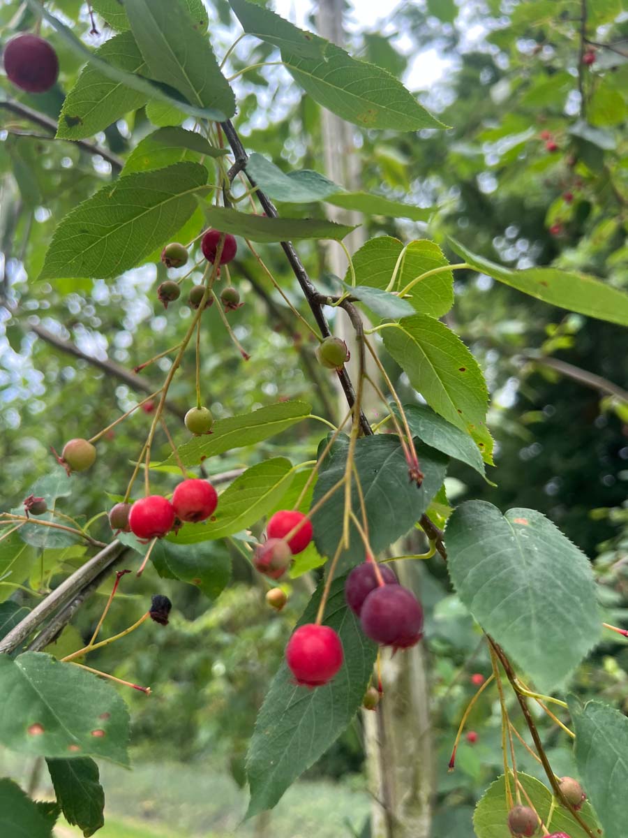 Amelanchier laevis 'Snowflakes' solitair vrucht