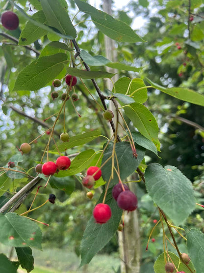 Amelanchier laevis 'Snowflakes' Tuinplanten vrucht