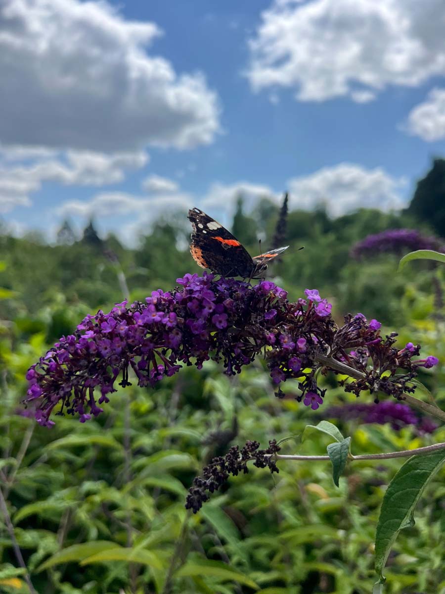 Buddleja davidii 'Black Knight' op stam biodiversiteit