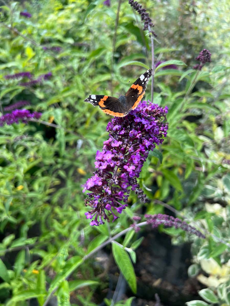 Buddleja davidii 'Black Knight' op stam bloem