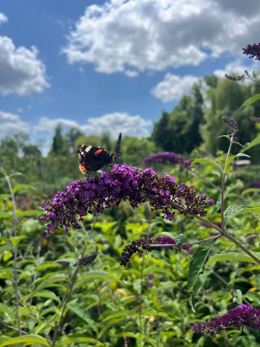 Buddleja davidii 'Black Knight' op stam bloem