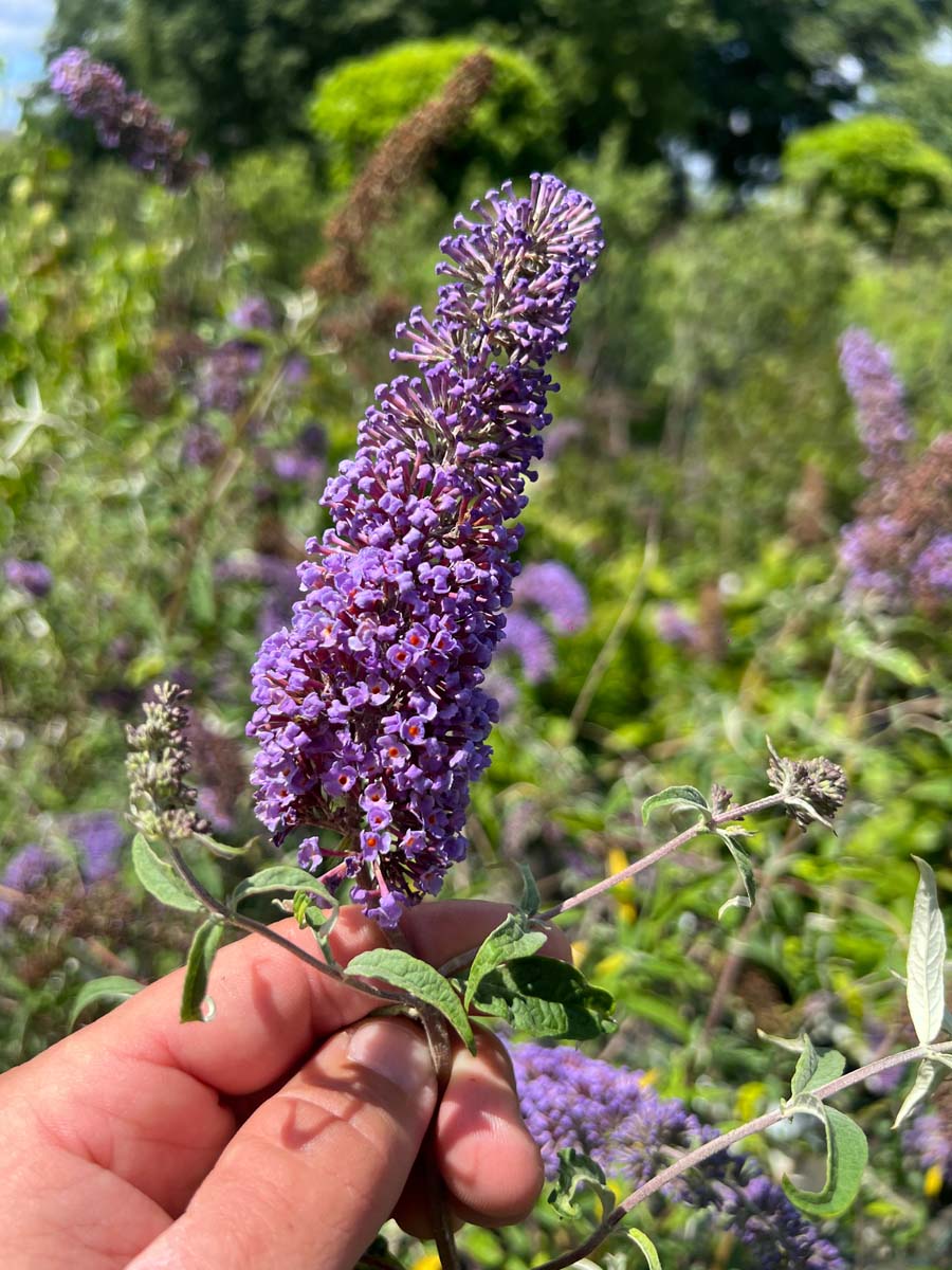 Buddleja davidii 'Nanho Blue' meerstammig / struik bloem
