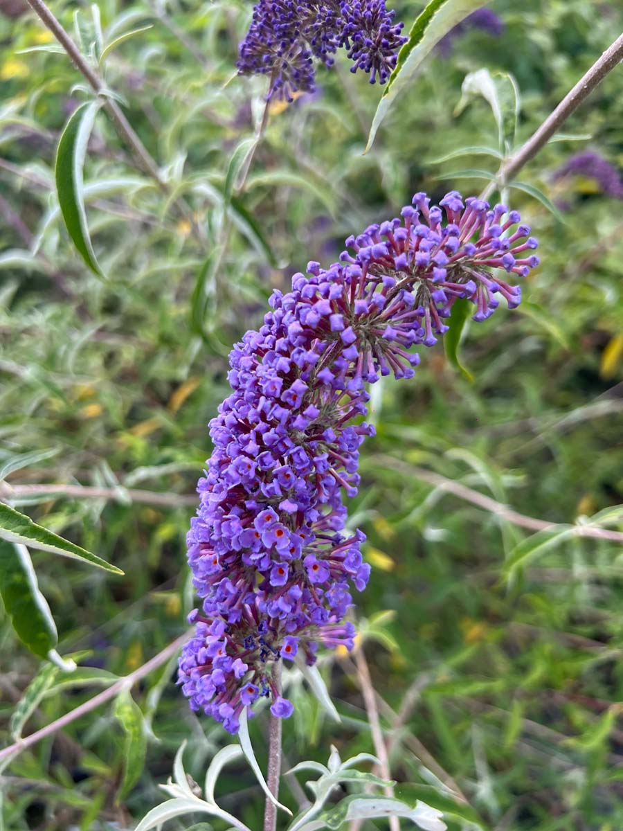 Buddleja 'Podaras 8' Tuinplanten bloem