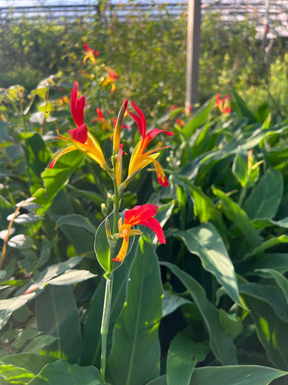Canna brasiliensis meerstammig / struik bloem