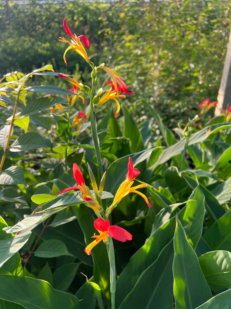 Canna brasiliensis meerstammig / struik blad