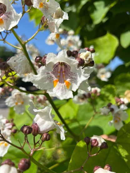 Catalpa bignonioides solitair bloem