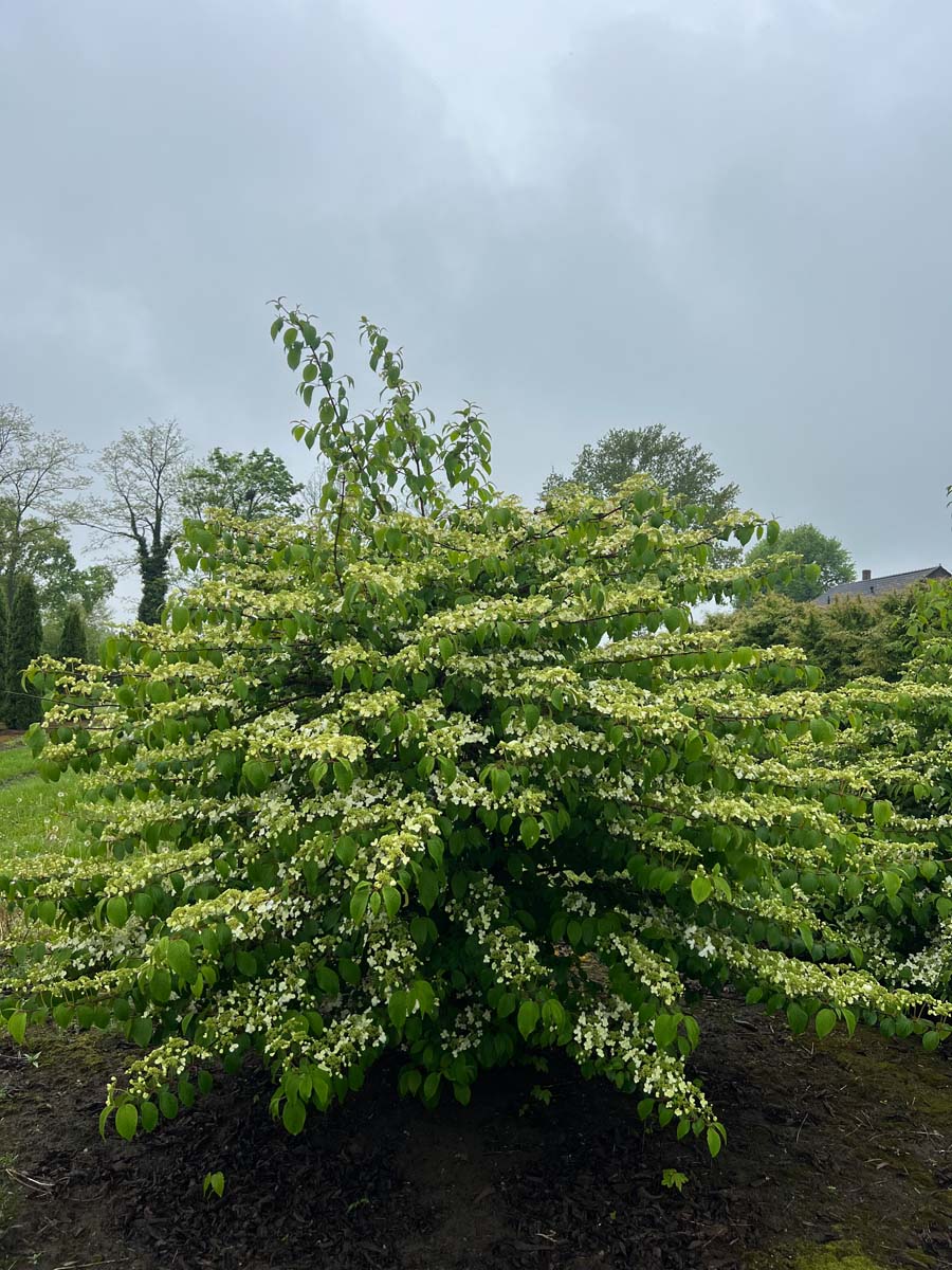 Viburnum plicatum meerstammig / struik struik