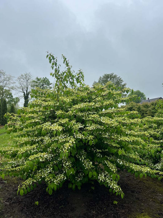 Viburnum plicatum meerstammig / struik struik