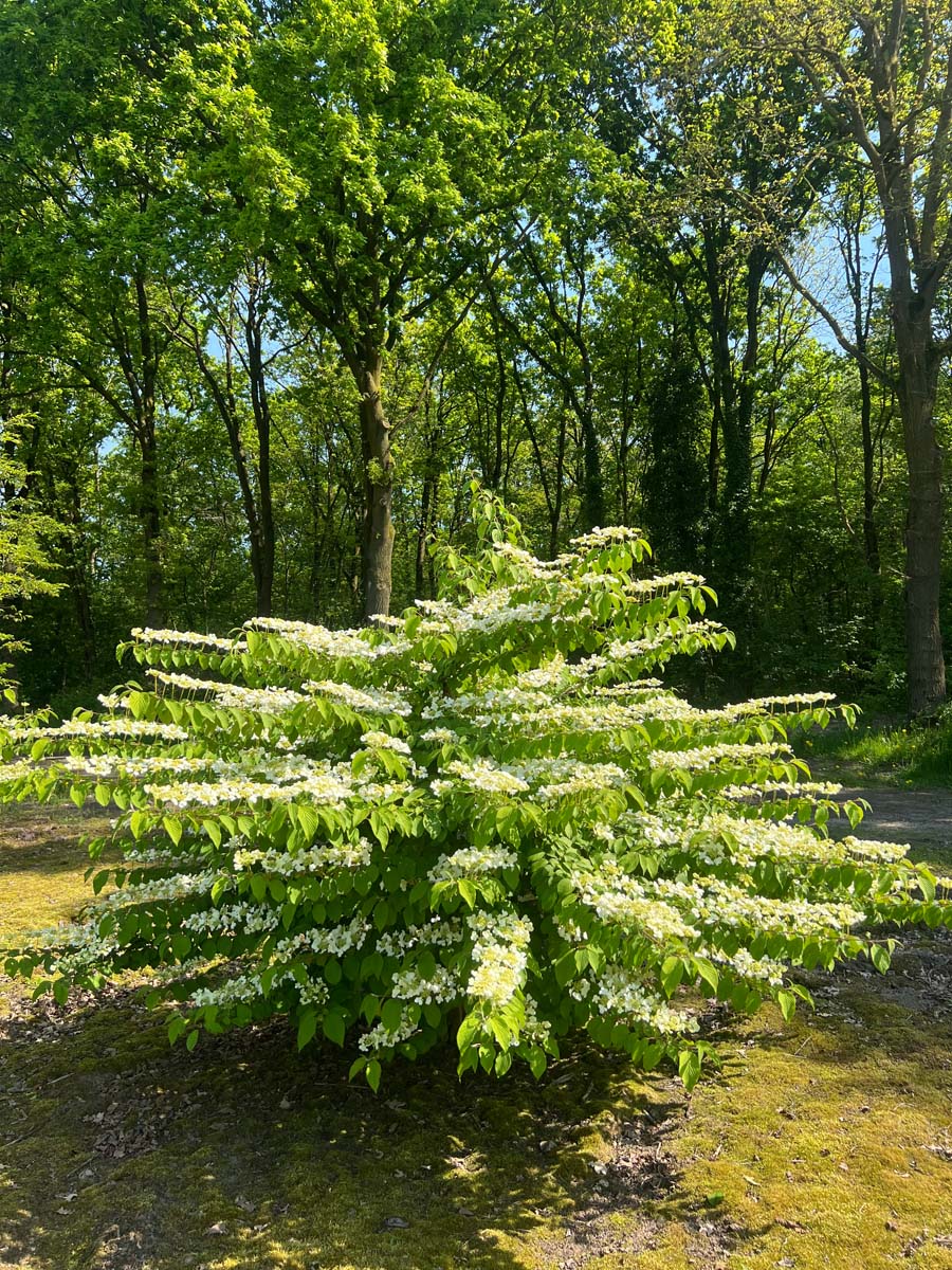 Viburnum plicatum meerstammig / struik struik