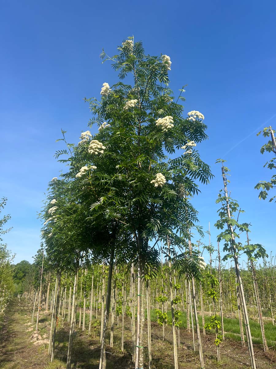 Sorbus 'Dodong' op stam op stam