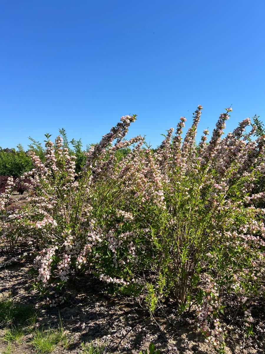 Weigela 'Rosea' meerstammig / struik struik