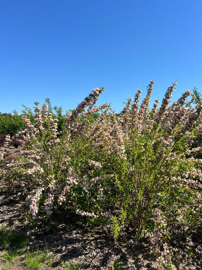 Weigela 'Rosea' meerstammig / struik struik