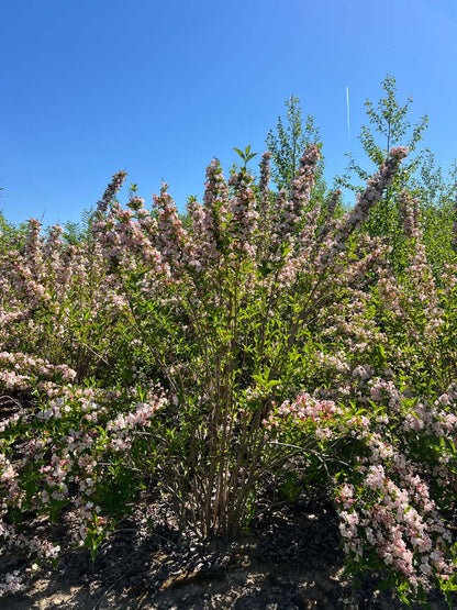 Weigela 'Rosea' meerstammig / struik struik
